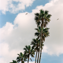 Load image into Gallery viewer, Palm Tree Sky

